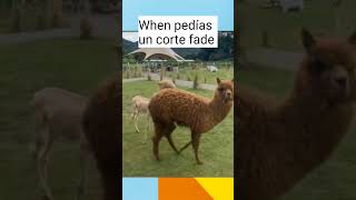 Cuando pedías un corte fade fypシ゚viral cute foryou foryoupage parati viralvideo viralshort [upl. by Meelas949]