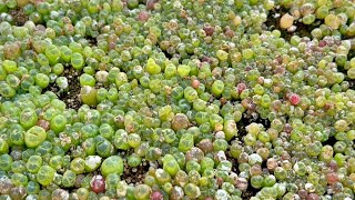 Conophytum Seedling Care Watering and Humidity Maintenance Tips After Germination [upl. by Ainek701]