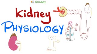 Kidney Physiology HighYields  Quick Review [upl. by Nnyleuqaj]