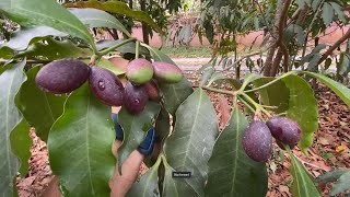 Growing Chinese olives in Thailand [upl. by Ayel320]