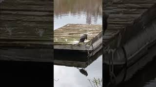 1192 anhinga bird business southern Florida [upl. by Arte]