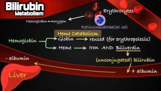 Bilirubin Metabolism  Pathway Made Simple Erythrocytes Conjugation Urobilinogen etc [upl. by Ylrehs]