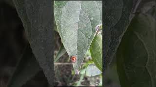 Amazing creation of nature Animal world Coccinellidae  lady bird walking on leaves Part 1 [upl. by Oak]