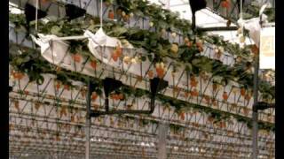 The NGS Hydroponic System [upl. by Teyut]