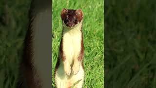 Lasice hranostaj Stoat Hermelin Hermelijn Armiño Gronostaj europejski Hermine predator [upl. by Tad]