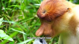 The Proboscis Monkey 👃🐒 [upl. by Leirraj207]