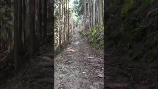 SEROW徒然路草touring奥シズの林道川島線（復路）2024年8月10日静岡県 shorts japan offroad [upl. by Rehpretsirhc]