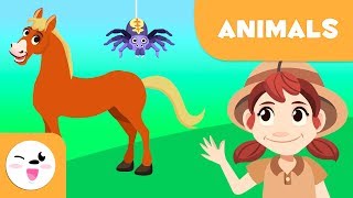 Vertebrate and invertebrate animals  Short compilation  Mammals arthropods birds worms [upl. by Korb]