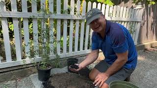 Repotting choice plants with your own growing mix [upl. by Grekin541]