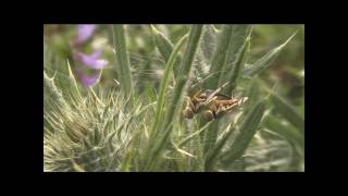 Urophora stylata laying eggs Tephritidae [upl. by Adnawak]