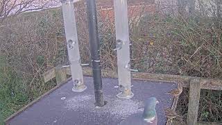 Hengistbury Head feeder camera [upl. by Akirdnuhs]