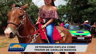 Veja como tratar articulações inchadas de cavalos [upl. by Billy]