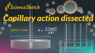 Capillary action dissected [upl. by Hattie681]