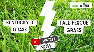 Kentucky 31 Vs Tall Fescue Know Which One Is Best [upl. by Trebma]