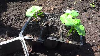 Transplanting Bitter Gourd berlingermany gardening backyardgardening [upl. by Schwartz]