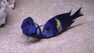 Two Pairs Mating at the Same Time  Tropheus Duboisi Maswa Aquarium [upl. by Aneehsyt114]