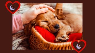 COMO DORMIR PERROS EN 5 MINUTOS🐶 MUSICA PARA PERROS  SLEEP MUSIC [upl. by Dajma]