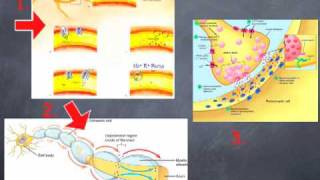 Orofacial Neuropathic Pain Mechanisms [upl. by Earla]