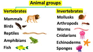 Animal groups  Vertebrates amp invertebrates [upl. by Harifaz263]