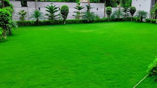 how to grow grass in garden  how to plant grass  गार्डन घास लगाने की पूरी जानकारी  bast garden [upl. by Deborath]