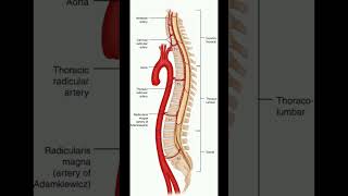 Spinal Cord Anatomy Structure motivation shorts neet biology anatomy [upl. by Llywellyn]