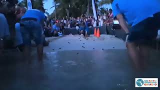 Hawksbill hatchlings release 27 june 2024 Blue bay Curacao [upl. by Cianca]