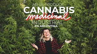 VISITO FÁBRICA DE CANNABIS MEDICINAL EN ARGENTINA  datos ciencia y mucho porr0 [upl. by Itsa131]