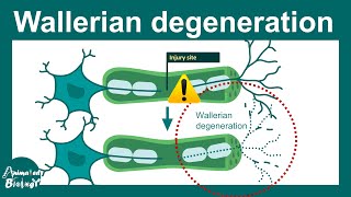 Wallerian degeneration  Molecular mechanism of Wallerian degeneration [upl. by Inkster]