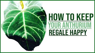 ANTHURIUM Regale Care Guide [upl. by Cliff733]