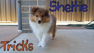 Sheltie learning tricks Compilation [upl. by Mchugh]