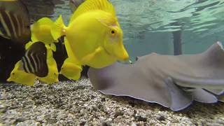 Shark and Stingray Feeding Frenzy at the Tennessee Aquarium [upl. by Adiel]