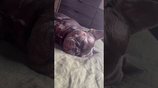 Sneaking up on Maui snoring dog frenchbulldoglover bulldog puppy frenchie frenchielife doggie [upl. by Tory]