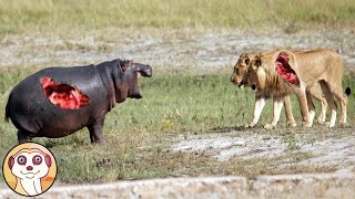 COMBATTIMENTI FEROCI TRA ANIMALI RIPRESI DA TELECAMERE [upl. by Jit]