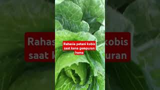 Rahasia petani kobis saat kena gempuran hama pertanian sayur berkebun [upl. by Elvira444]