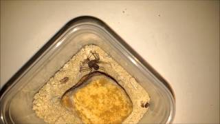 Loxosceles sp Violin or Recluse Spider Feeding [upl. by Charita403]