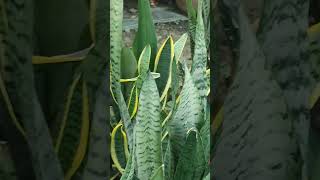 Snake plant mother in law tongue plant oxygenproduction factory [upl. by Noremac]