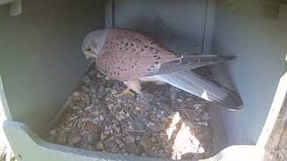 Hengistbury Head kestrels 2018 [upl. by Akeem]