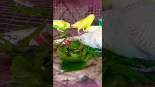 My Budgerigar parrot diet diet birds pets shorts care birds cute lovebirds doglover dog [upl. by Ahsym]