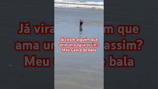 quotCachorrinho Se Divertindo na Praia pela Primeira Vez – Momentos Fofos e Engraçadosquot [upl. by Aztiraj337]