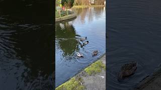 Ducks 🦆 nature birds duckpond lake lindley fishpond yorkshire water birdsong [upl. by Anahsek]