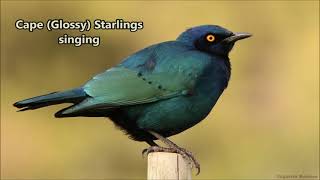 Cape Glossy Starlings singing [upl. by Ot]