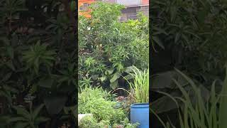 Mango Tree plants fruits greenmango shorts susanbulusan [upl. by Nas]