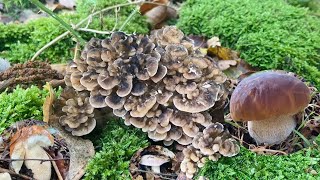 เก็บเห็ดผึ้งหวาน เห็ดไมทาเกะ และ…Foraging amp Preserving Wild Mushrooms UKเก็บเห็ดป่าuk [upl. by Allertse]