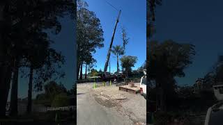 Our team removed two eucalyptus trees right next to power lines these trees were a hazard treework [upl. by Innavoeg]