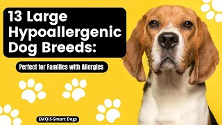 Top 13 Large Hypoallergenic Dog Breeds Perfect for Families with Allergies [upl. by Irap]