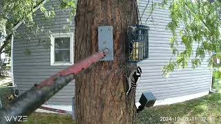 30 Downy Woodpecker Bird Feeder Nature Cam [upl. by Hodges]