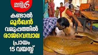 കണ്ടാൽ മൂർഖൻ വലുപ്പത്തിൽ രാജവെമ്പാല പ്രായം 15 വയസ്സ്  Vava Suresh  Snakemaster EP 855 [upl. by Gerrilee830]