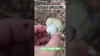 Funghi Russula Virescens [upl. by Eiddam350]