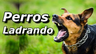 Perros Ladrando Muy Fuerte para molestar a tu perro o gato HD 6 [upl. by Nerahs]