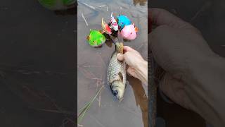 Fish catching fishing video paul cuffaro franklin seeber fish keeping pond rare fish [upl. by Sandeep]